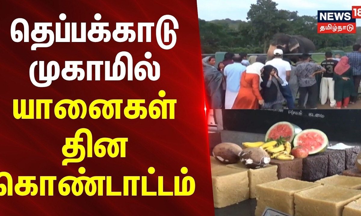 Theppakadu Elephant Camp | தெப்பக்காடு முகாமில் யானைகள் தின கொண்டாட்டம்.. | News18Tamilnadu
