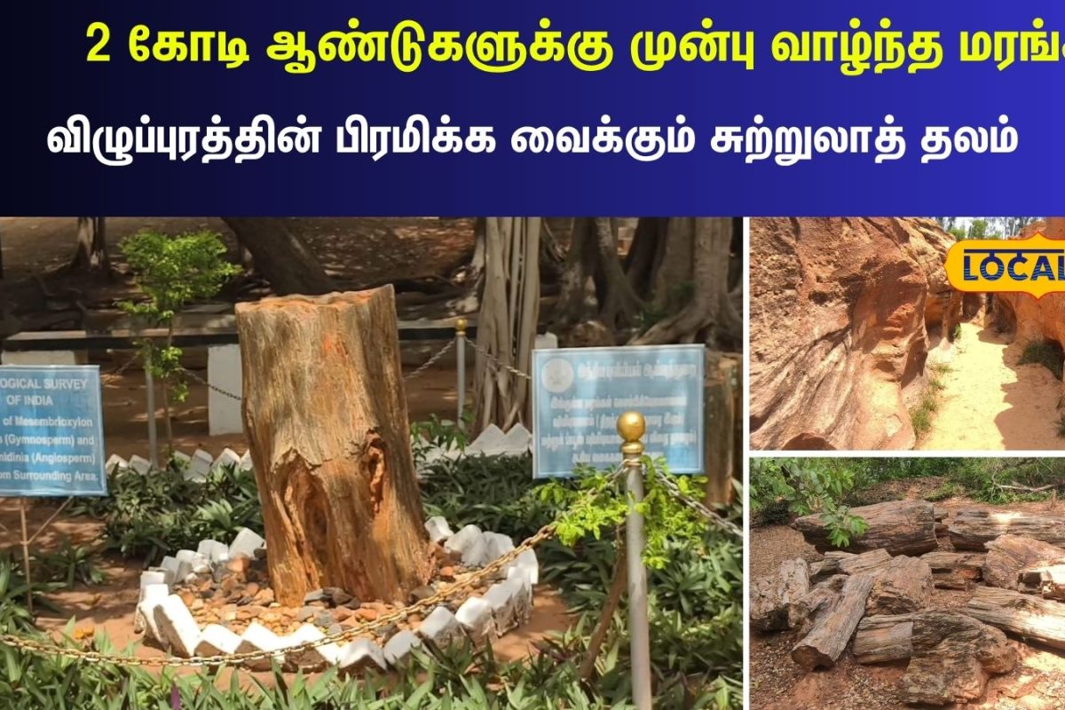 2 கோடி ஆண்டுகளுக்கு முன்பு வாழ்ந்த மரங்கள்... இப்போது கல்லாக காட்சியளிக்கும் அதிசயம்