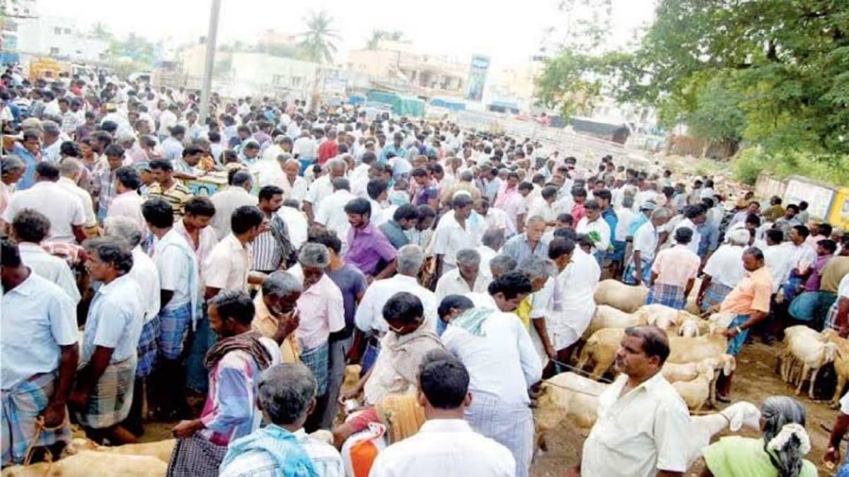 ஆடி பெருக்கு: போச்சம்பள்ளி சந்தையில் ஆடுகள் விற்பனை அமோகம்
