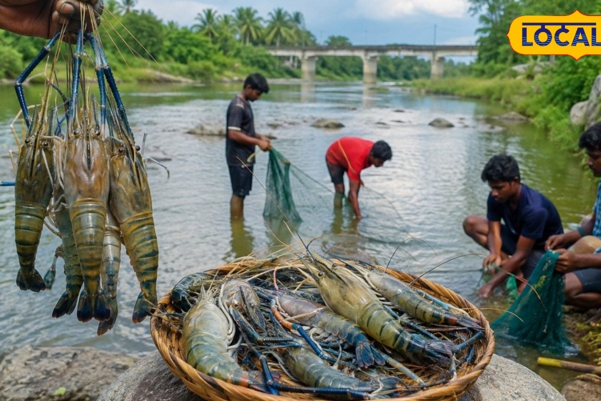முக்கால் கிலோ வரை வளரும் நன்னீர் இறால்கள்..! சங்கராபரணி ஆற்றில் ராட்சத இறால் சீசன் ஸ்டார்ட்..!