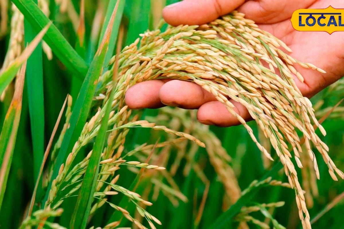 கிலோவுக்கு ரூ.20 வரை சலுகையில் நெல் விதைகள்... சம்பா சாகுபடிக்கு கை கொடுக்கும் அரசு