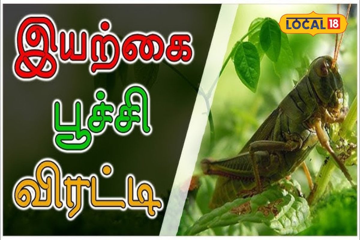 காசு செலவில்லாமல் பூச்சிகளுக்கு செக் வைக்கலாம்... விவசாயிகளே இந்த 5 இயற்கை முறைகள் தெரியுமா.?
