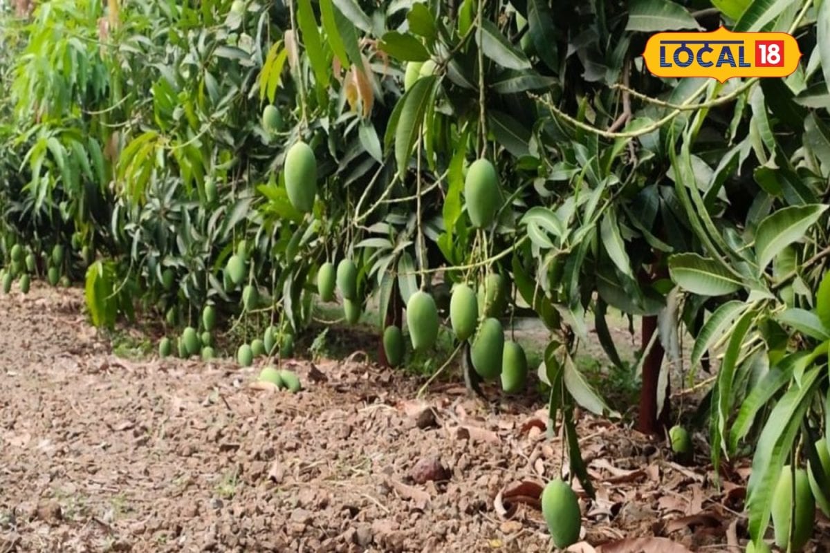 மா மரத்தில் கிளைகளை வெட்டுறீங்களா.? - இந்த முறையை பின்பற்றினால் மகசூல் எகிறும்