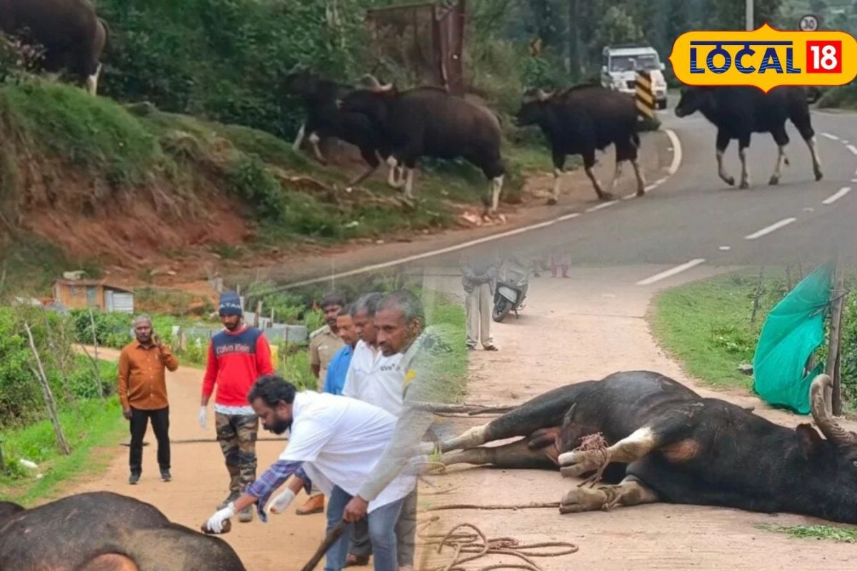 நீலகிரியில் காட்டு மாடுகள் சண்டை... ஆக்ரோஷமான தாக்குதலால் பறிபோன உயிர்..!