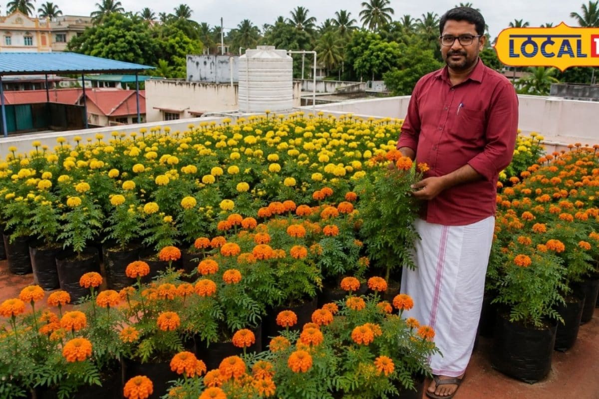 வீட்டு மொட்டை மாடியில் சாமந்தி பூ சாகுபடி..! ஓணம் பண்டிகை அத்தப்பூ கோலத்திற்காக புதுமையான ஏற்பாடு..!