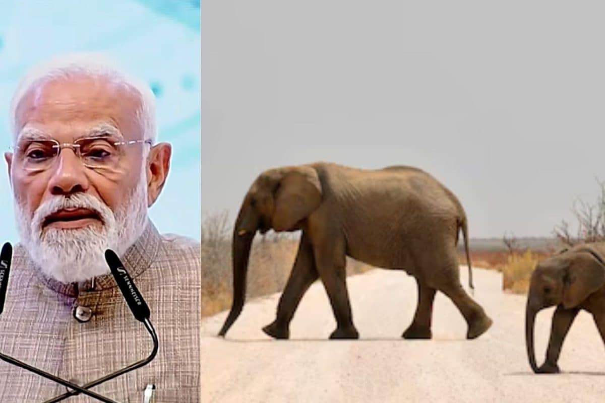 உலக யானைகள் தினம்: 'Project Elephant' மூலம் யானைகள் பாதுகாப்பில் சாதனை படைக்கும் இந்தியா
