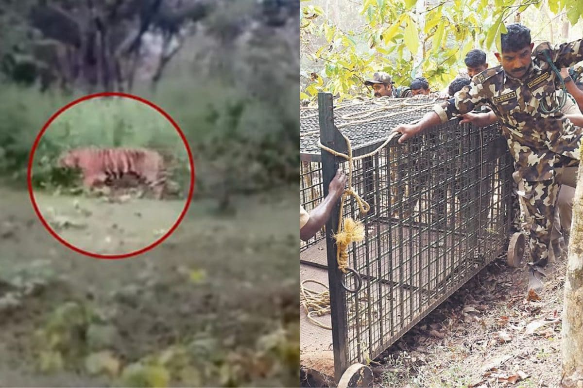 13 கூண்டுகள்... 130 வனத்துறையினர்... 7வது நாளாக சிக்காத ஆட்கொல்லி புலி!