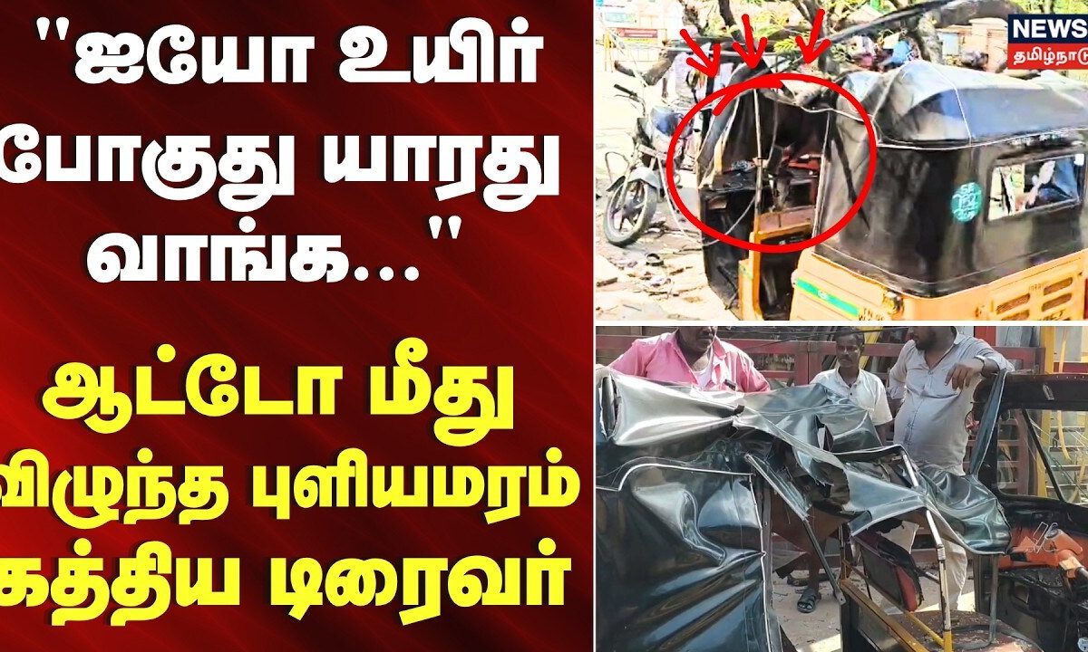 ஆட்டோ மீது விழுந்த புளிய மரம் - கதறி துடித்த டிரைவர் | Tamarind tree falls on auto | Chennai