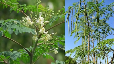 Moringa Tree Not Fruiting? Try These 3 Tips for Abundant Pods!