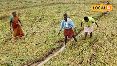 November 15 Deadline to Insure Paddy Crops: Farmers Urged to Act Now!