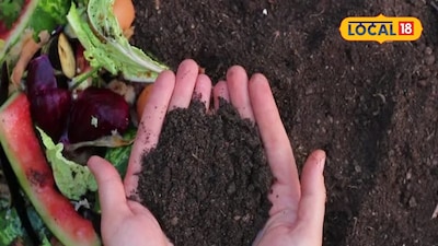 Onion Peels: The Secret Super Fertilizer for Your Home Garden Plants!