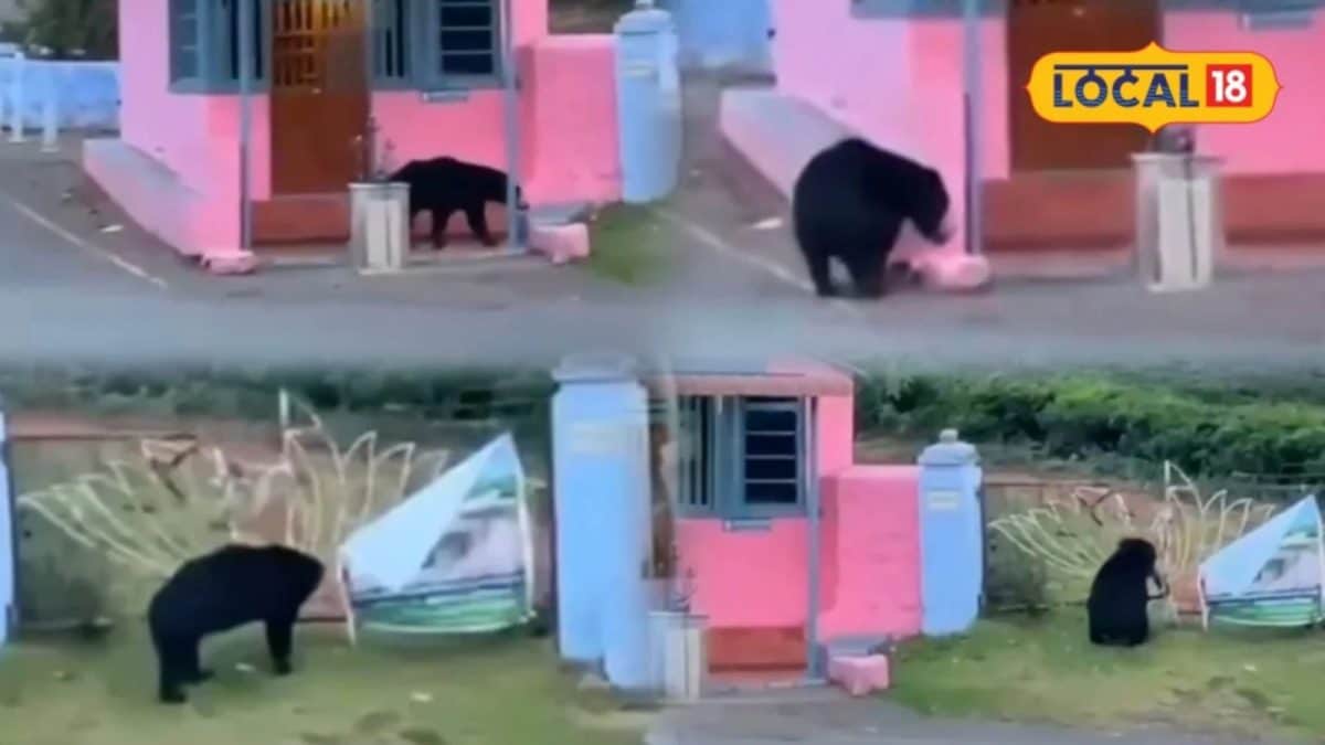 கோத்தகிரி அணையட்டி பகுதியில் கரடி நடமாட்டம்... பொதுமக்கள் அச்சம்..!