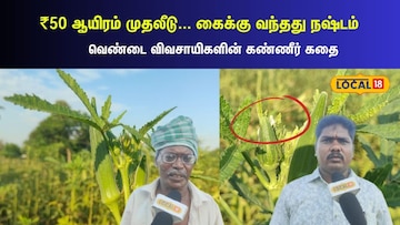 வெண்டை