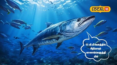 50 கி.மீ வேகத்தில் சீறிப்பாயும் கானாங்கெளுத்தி மீன்