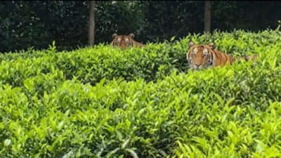 தேயிலை தோட்டத்தில் புலிகள்.