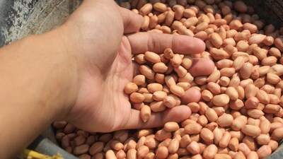 peanut
