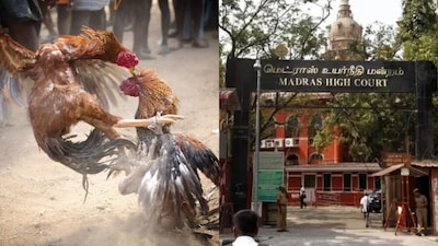 சேவல் சண்டை