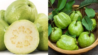 Prayagraj: India's Guava Capital and the Unique Allure of Its Famous Varieties