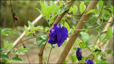 மொத்தத்தில், சங்குப்பூ செடியிலிருந்து அதிக பூக்களைப் பெற, உரங்களை மட்டுமே நம்பியிருக்காமல், சூரிய ஒளி, நீர் மற்றும் மண்ணின் தரம் ஆகியவற்றில் கவனம் செலுத்த வேண்டும். செடியின் தேவைகளைக் கண்டறிந்து, அதற்கு முறையான பராமரிப்பை வழங்கினால், அது ஆரோக்கியமாக வளர்ந்து அழகான நீலப் பூக்களுடன் பூக்கும்.