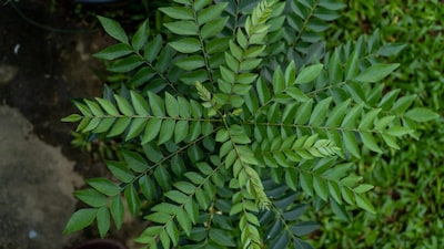 Curry leaves