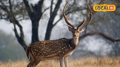 Deer population rises in Ramanathapuram despite drought