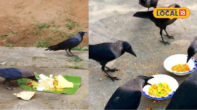 Mahalaya Amavasya: The Correct Way to Feed Crows for Ancestors
