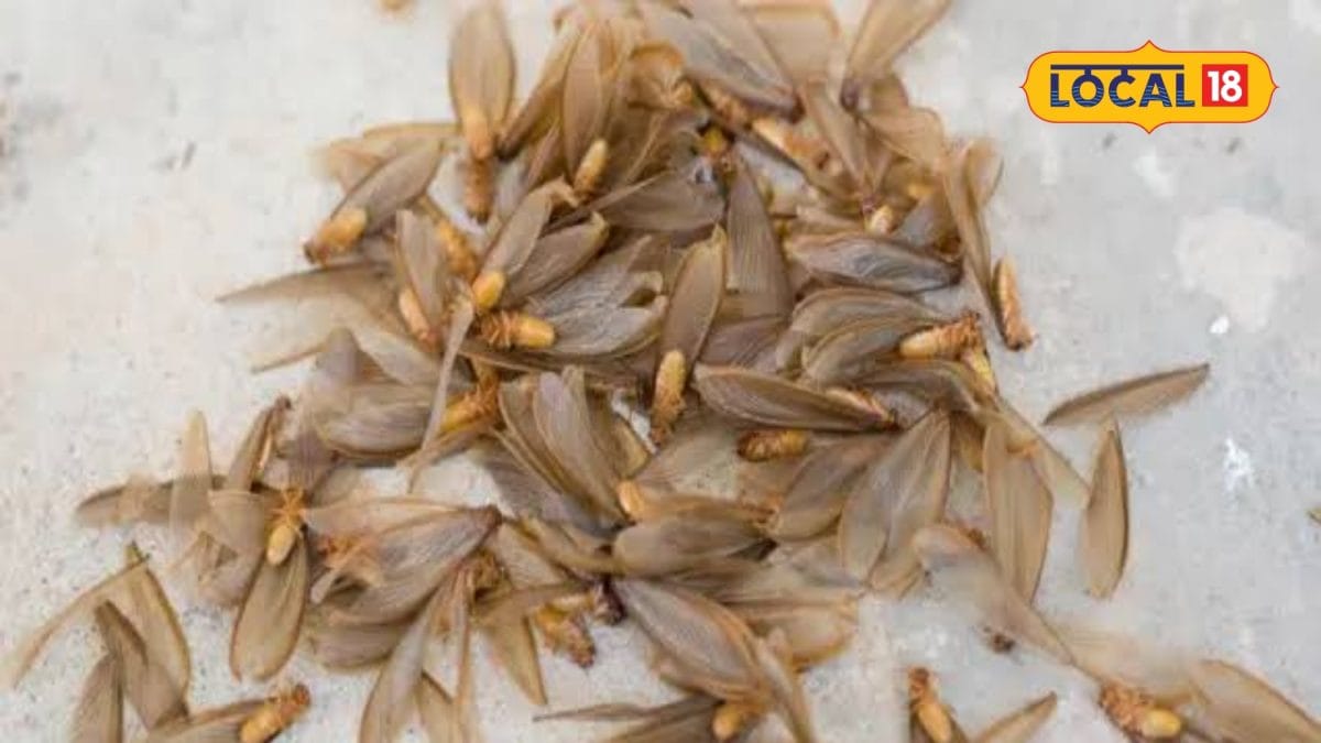 ஈசலின் ஆயுள் ஒரு நாள் மட்டும்தானா.? - பலரும் அறியாத அறிவியல் உண்மை