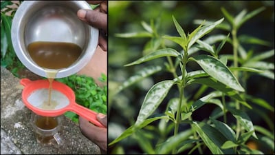 நிலவேம்பு குடிநீரை வீட்டில் தயாரிக்கும் முறை, எவ்வளவு சூரணம் பயன்படுத்தப்பட வேண்டும் என்ற அளவு பற்றிய விவரம் இதோ... முதலில் 5 கிராம் நிலவேம்பு குடிநீர் சூரணத்தை, 200 மிலி தண்ணீரில் கலந்து அடுப்பில் வைத்து 50 மிலி ஆக குறையும் வரை கொதிக்க வைக்க வேண்டும். பின்பு வடிகட்டி கஷாய குடிநீரை மட்டும் எடுத்துக் கொள்ளவும்.