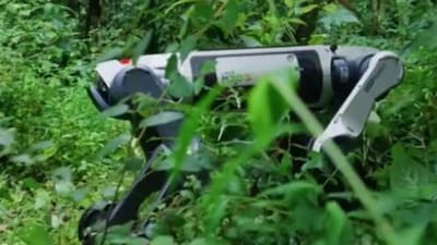Robot dog aids forest research in China and discovers rare plants