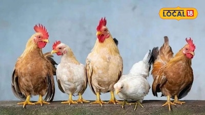 நாட்டுக்கோழிப் பண்ணை அமைக்க 50% மானியம்... புதுக்கோட்டை மக்களே இந்த சான்ஸ் யூஸ் பண்ணிக்கோங்க...