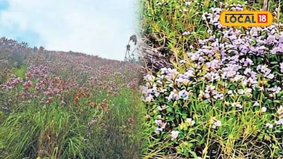 மஞ்சூர் புலிச்சோலையில் பூத்துக்குலுங்கும் நீலக்குறிஞ்சி மலர்கள்... வனத்துறையினர் விடுத்த எச்சரிக்கை..!