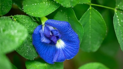 Butterfly Pea Flower for Glowing Skin: Easy Homemade Face Pack & Serum Recipes!