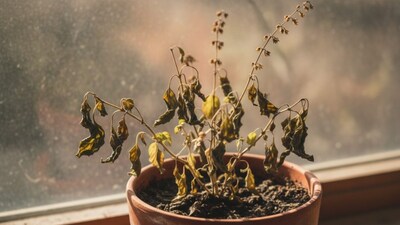basil plant
