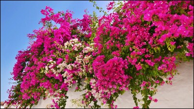 அதேநேரம் வீட்டு பால்கனியில் போகன்வில்லா (காகிதப் பூ) வளர்க்கும்போது, இடப்பற்றாக்குறை மற்றும் சூரிய ஒளி அளவு மாறுபடுவதால் சில கூடுதல் கவனிப்பு தேவைப்படும். அவை என்னென்ன, பால்கனியில் போகன்வில்லா கொத்துக் கொத்தாகப் பூக்க செய்ய வேண்டியவை என்னென்ன என்று இங்கே சொல்கிறோம். தெரிந்துக்கொள்ளுங்கள்.