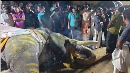 மின்னல் தாக்கி உயிரிழந்த யானை மின்னல் தாக்கி உயிரிழந்த யானை