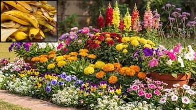 Transform Your Garden With Simple Banana Peel Fertilizer