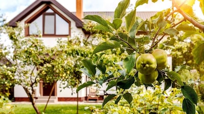 Top 5 Fruit Plants to Grow in October: Boost Your Home Garden!
