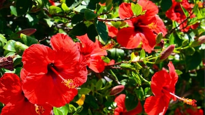 Easy Tips to Grow Beautiful Hibiscus Plants in Pots at Home