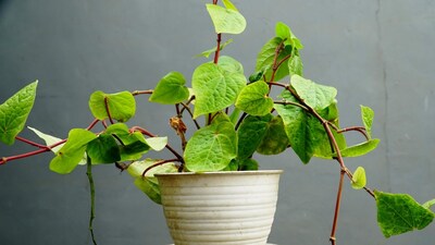 betel leaves