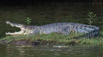AI Crocodile Image Shuts Down Singapore Lake; Man Arrested for Spreading False Information