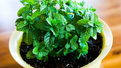 mint plant