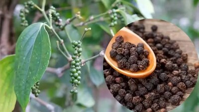 No Need to Buy Black Pepper From the Shop Grow It at Home