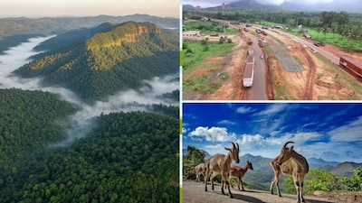 Himalayan Tahr: The 30 km 'Barrier Wall' that Separated Evolution - Western Ghats Secrets Revealed!