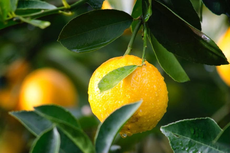  నిమ్మచెక్కలతో బాగా రుద్దడం వల్ల కూడా చేతులు శుభ్రపడతాయి.