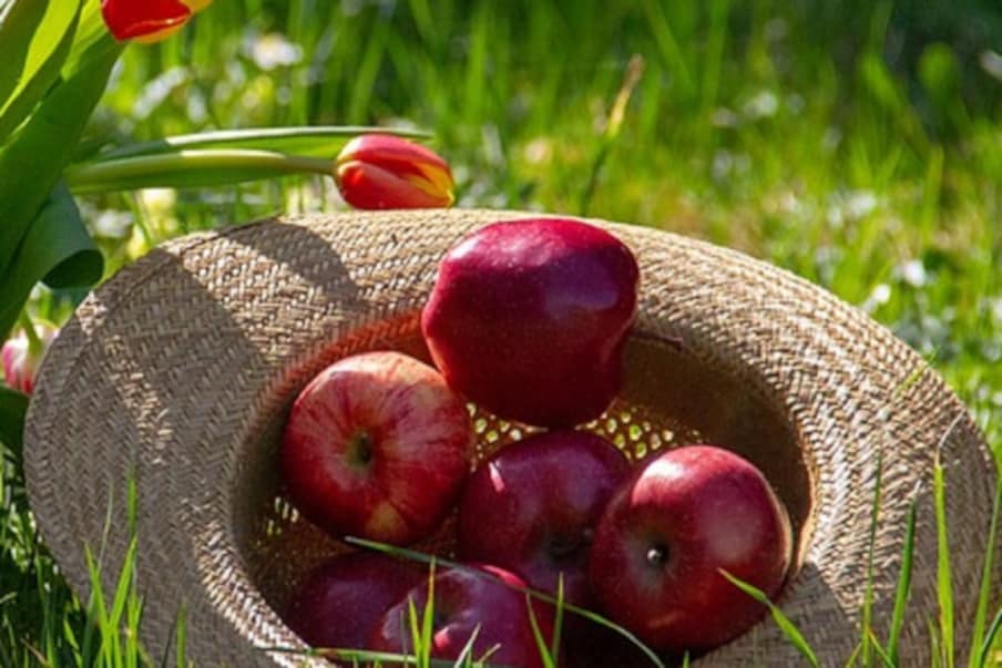  Apples:.. యాపిల్స్‌ని ఎక్కువగా తీసుకోవడం వల్ల ఇన్‌ఫెక్షన్లకు దూరంగా ఉండొచ్చు. కాబట్టి మధుమేహులు ఈ పండ్లని తినడం ముఖ్యం.