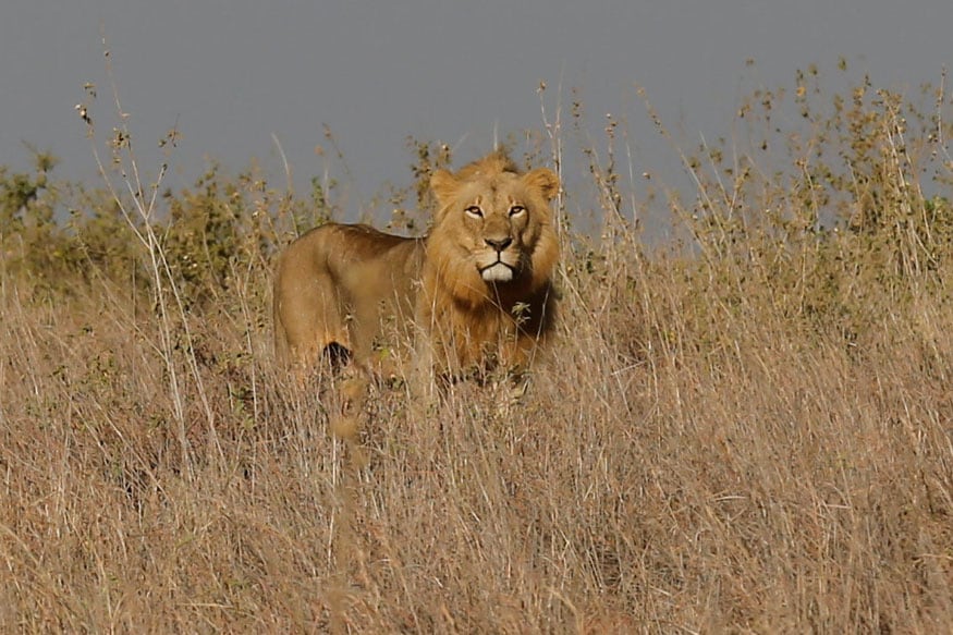 czech,czech republic,lion,lioness,pet lion, చెక్ రిపబ్లిక్, యజమానిని చంపిన సింహం, సింహాన్ని పెంచుకున్న యజమాని,