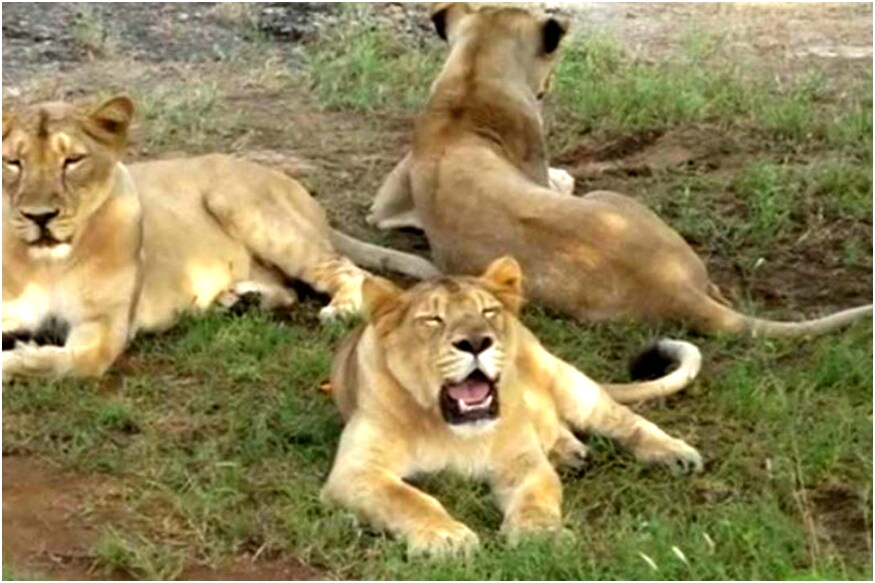 czech,czech republic,lion,lioness,pet lion, చెక్ రిపబ్లిక్, యజమానిని చంపిన సింహం, సింహాన్ని పెంచుకున్న యజమాని,