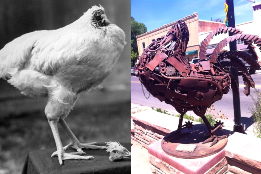 mike the headless chicken, headless chicken, chicken, the headless chicken, mike the headless chicken festival, headless chicken running, headless chicken mike, mike the chicken, mike chicken, mike the headless chicken day, mike the headless chicken song, mike the headless chicken hoax, mike the headless chicken story, తల లేని కోడి, 18 నెలలు బతికిన కోడి, తల లేకుండా బతికిన కోడి