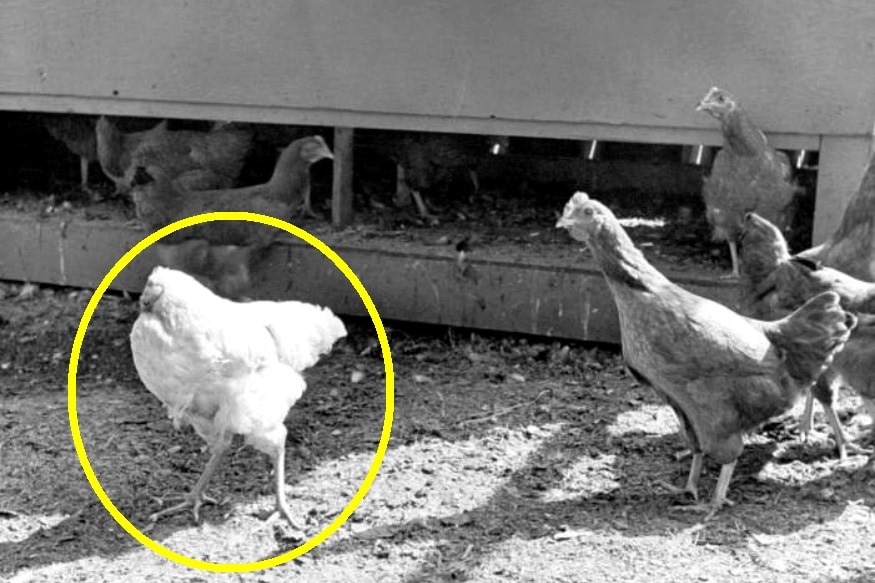 mike the headless chicken, headless chicken, chicken, the headless chicken, mike the headless chicken festival, headless chicken running, headless chicken mike, mike the chicken, mike chicken, mike the headless chicken day, mike the headless chicken song, mike the headless chicken hoax, mike the headless chicken story, తల లేని కోడి, 18 నెలలు బతికిన కోడి, తల లేకుండా బతికిన కోడి
