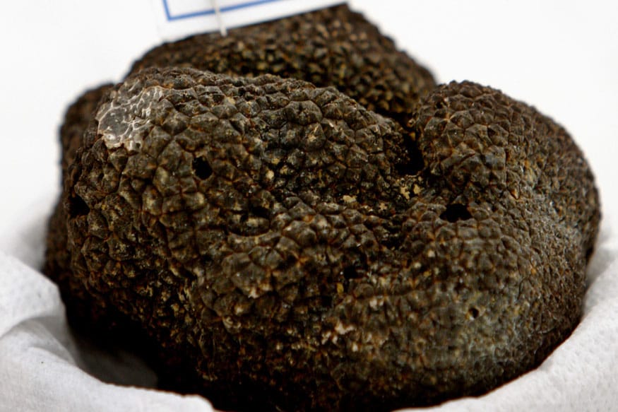 Truffle Mushrooms కాన్సర్‌‌ను తరిమికొట్టే నల్ల పుట్టగొడుగులు News18